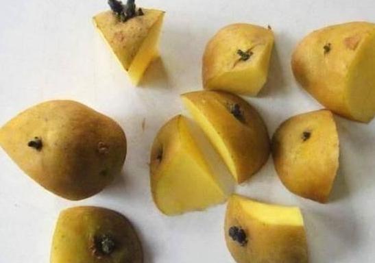 发芽的土豆怎么种植出盆栽