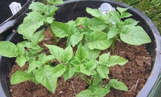 发芽的土豆怎么种植出盆栽