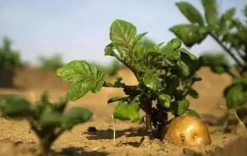 发芽的土豆怎么种植出盆栽