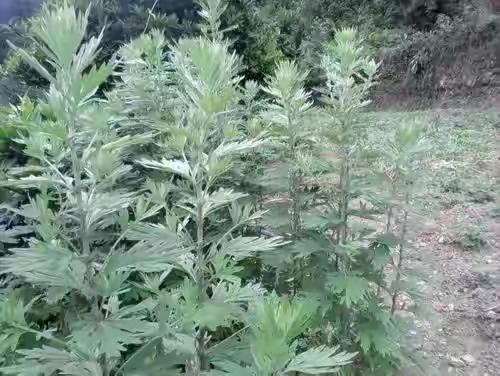 艾草怎么晒干怎么保存不会坏