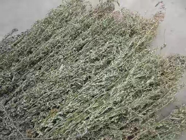 艾草怎么晒干怎么保存不会坏