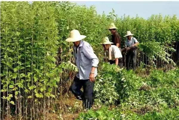 艾草怎么晒干怎么保存不会坏