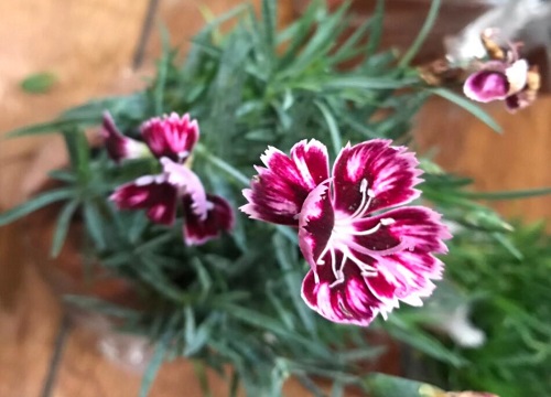 欧石竹的繁殖方法和注意事项