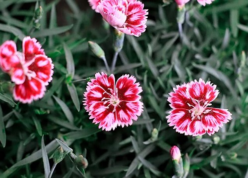 欧石竹的繁殖方法和注意事项