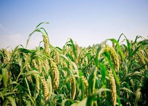 小米是热性还是凉性