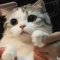 老鼠那么脏猫吃了没关系吗