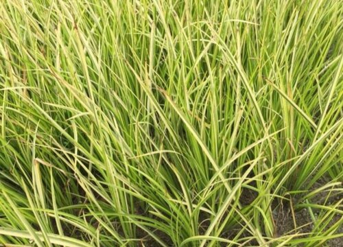 石菖蒲黄叶是怎么回事