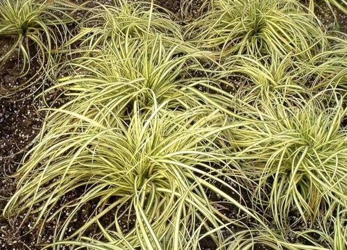 石菖蒲黄叶是怎么回事