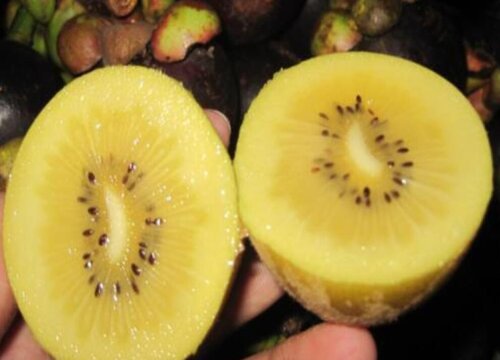 奇异果是热性还是凉性