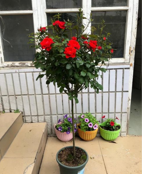 怎样栽月季花容易成活长得好