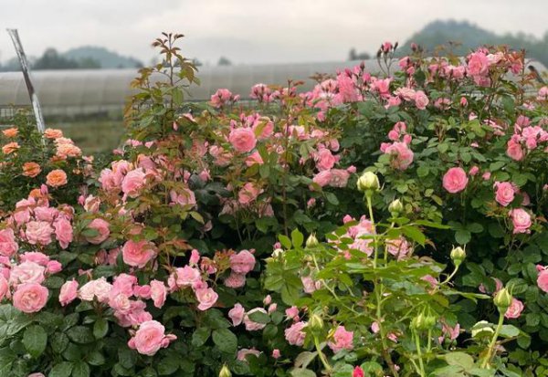 怎样栽月季花容易成活长得好