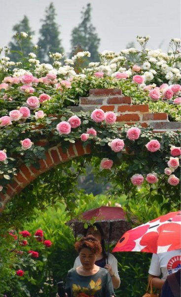 怎样栽月季花容易成活长得好