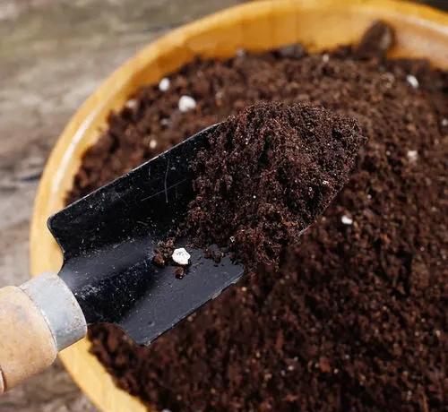 怎样栽月季花容易成活长得好