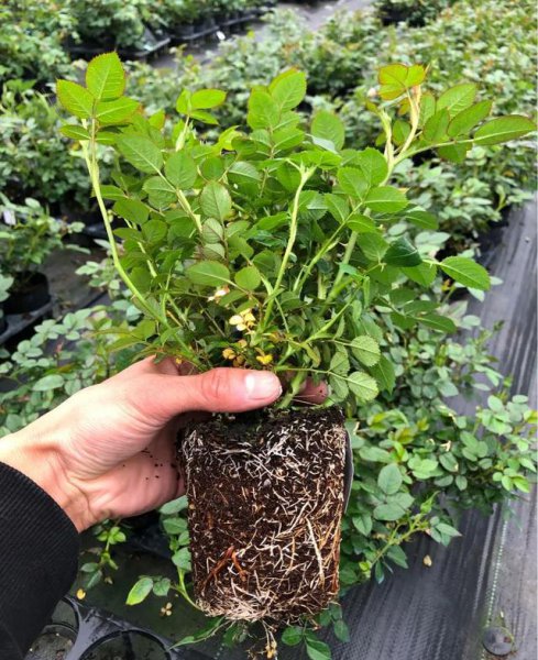 怎样栽月季花容易成活长得好