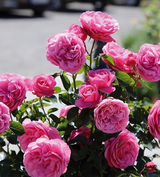 十大经典藤本月季品种图片