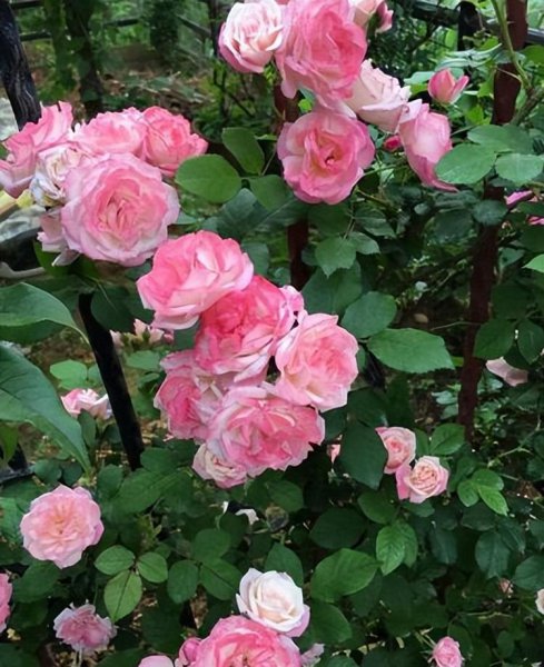 十大经典藤本月季品种图片