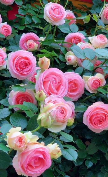 十大经典藤本月季品种图片