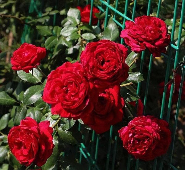 十大经典藤本月季品种图片