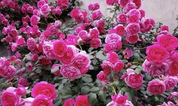 十大经典藤本月季品种图片