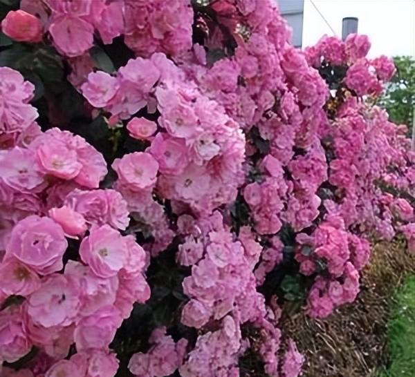 十大经典藤本月季品种图片