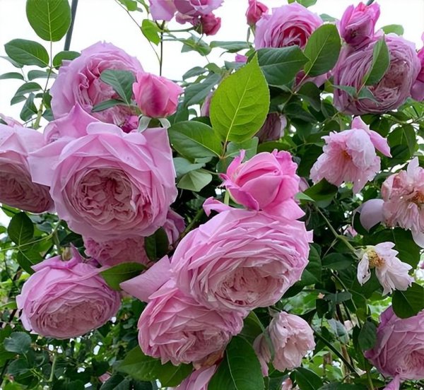 十大经典藤本月季品种图片
