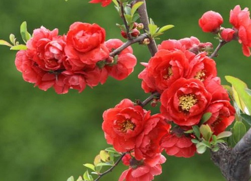 四季海棠什么时候开花