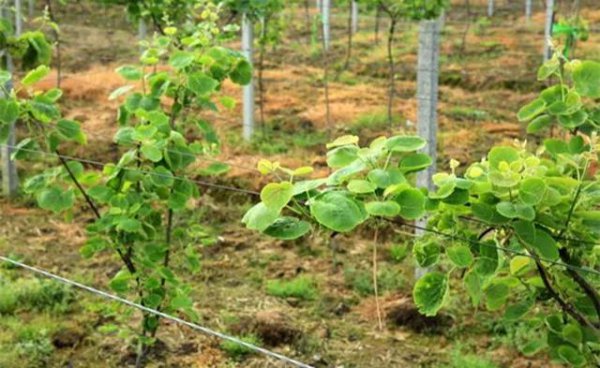 哪种地形适合种猕猴桃