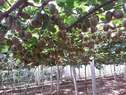 哪种地形适合种猕猴桃