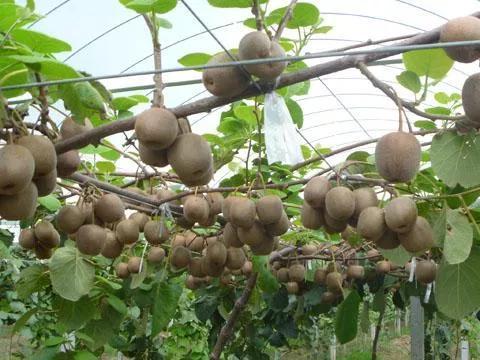 哪种地形适合种猕猴桃