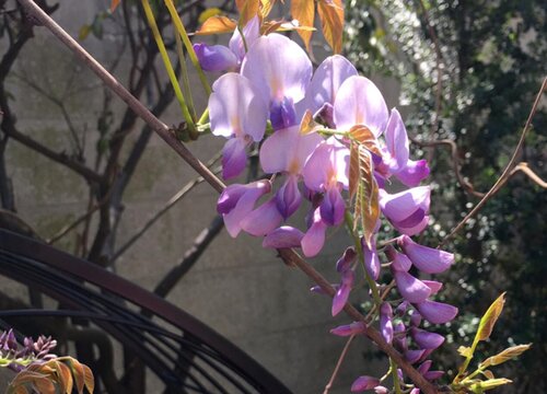 紫藤花什么时候移栽最好