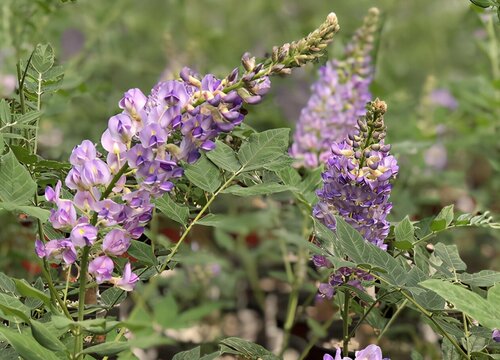 紫藤花什么时候移栽最好