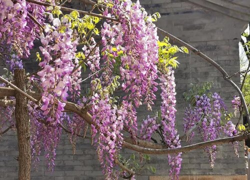 紫藤花什么时候移栽最好