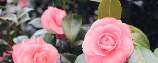 冬天有哪些室内盆栽