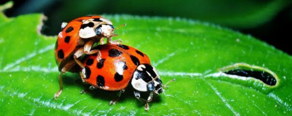 常见瓢虫品种有哪些