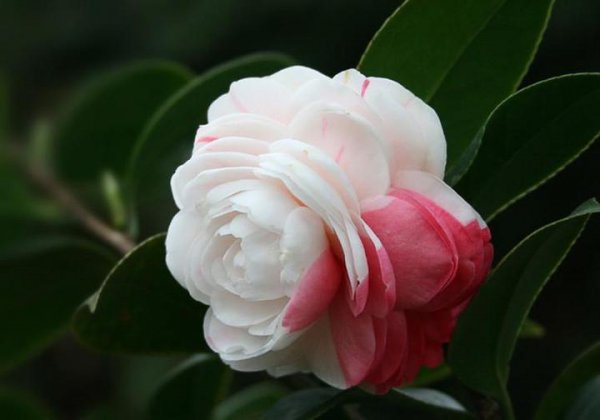 四季茶花夏天怎样养护