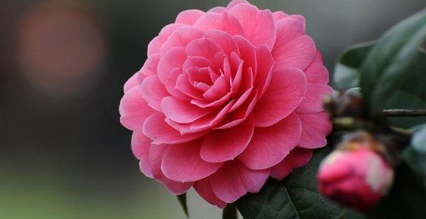 四季茶花夏天怎样养护