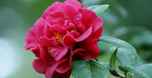 四季茶花夏天怎样养护