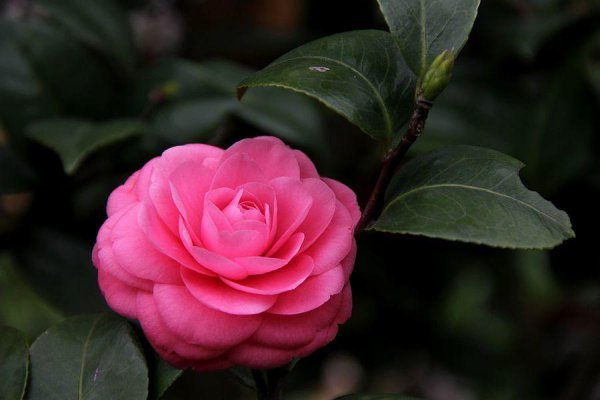 四季茶花夏天怎样养护