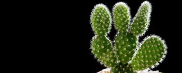 卫生间放什么物件辟邪