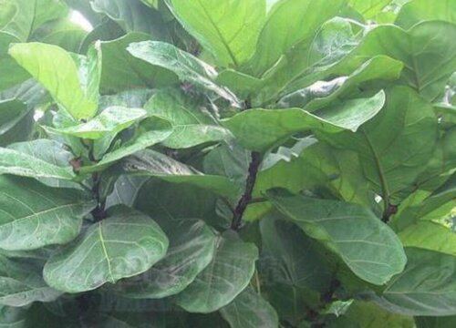 芭蕉扇是什么树的叶子