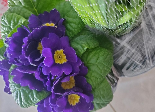 报春花怎样组盆