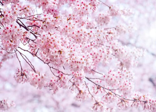 樱花象征着什么意义