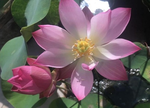 睡莲是什么时候开花