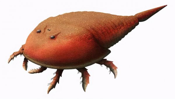 动物界的活化石是什么意思