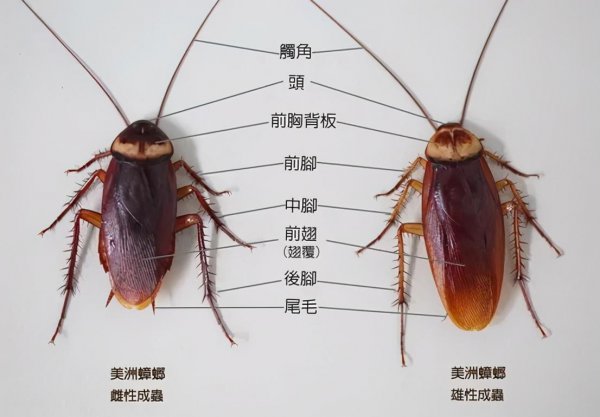 动物界的活化石是什么意思