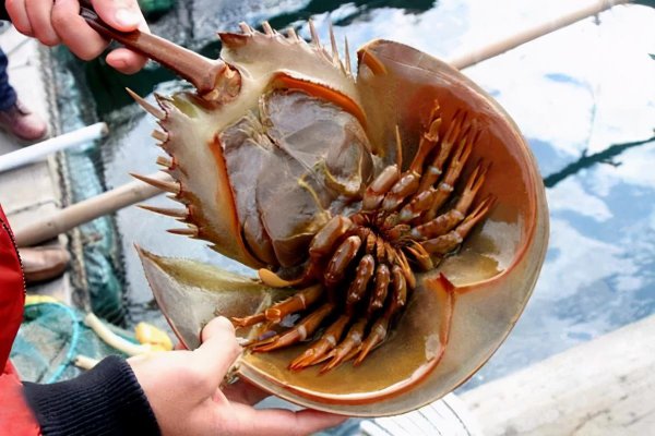 动物界的活化石是什么意思