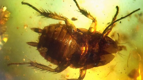 动物界的活化石是什么意思