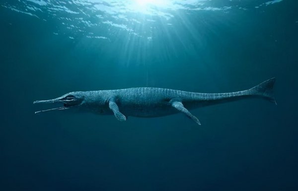 动物界的活化石是什么意思