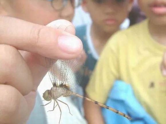 动物界的活化石是什么意思