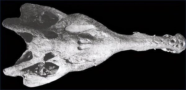 动物界的活化石是什么意思